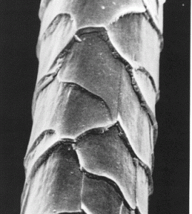 Magnified pic of wool fiber showing scale structure